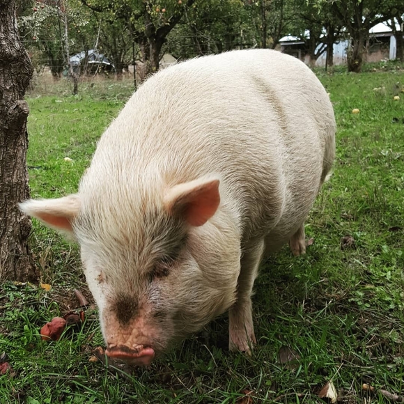 Y2K Jimmy Buffett's Margaritaville Fitted Tee Shirt, Vintage Lime Green Small S - Picture 6 of 6